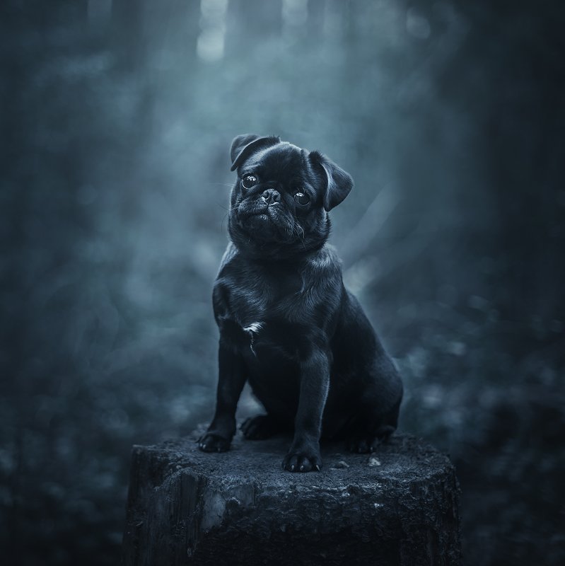 мопс, щенок, собака ...photo preview