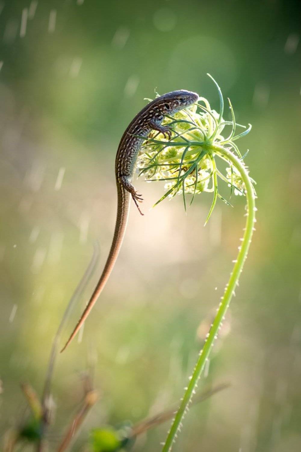 лето, вечер, ящерица, макро, боке, тепло, цветок, Анна Иванова