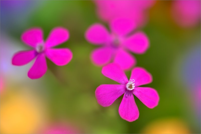 цветы, флора, весна, макро Spring multicolorphoto preview