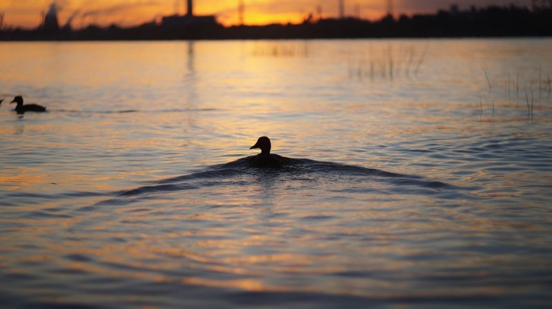закат, утки, волны, речка, красота природы, крылья Мои длинные крылья...photo preview