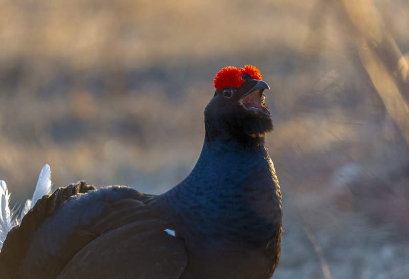 Тетеревиная песняphoto preview