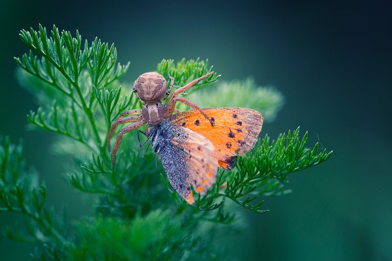 spider,macro,nature,wild,beautiful,wildlife,hunter,butterfly, Hunterphoto preview
