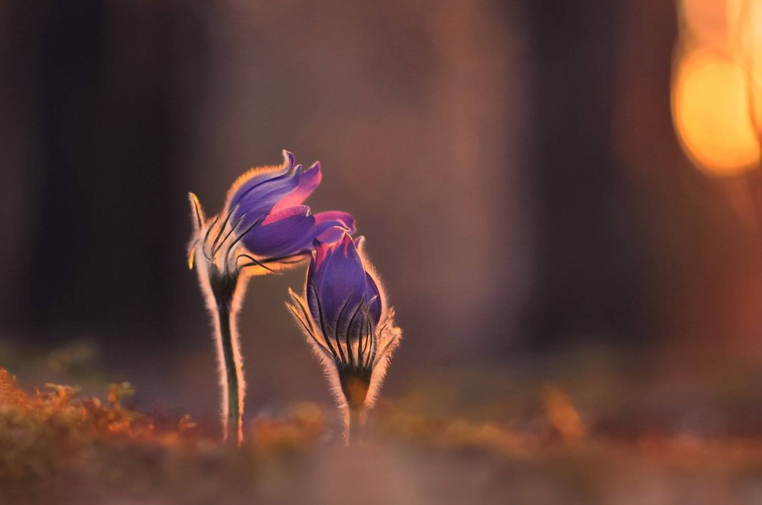 сон-трава, закат, весна, природа, Александр Гвоздь