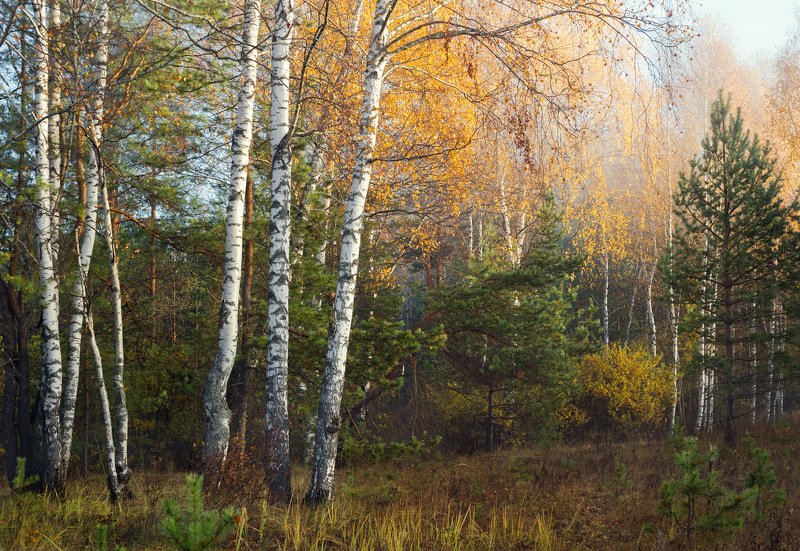 лес осень утро свет туман Грибное местоphoto preview