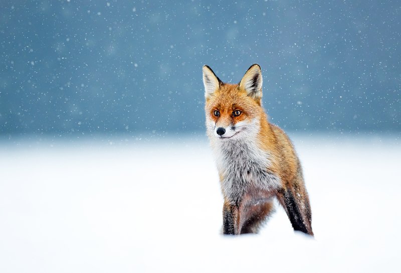 fox, animals, wildlife, winter, snow, Foxphoto preview