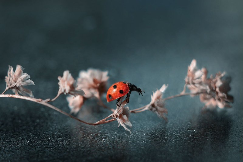 Перед прыжком...photo preview