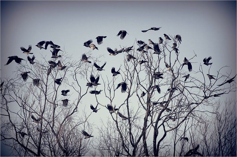 Вороньеphoto preview