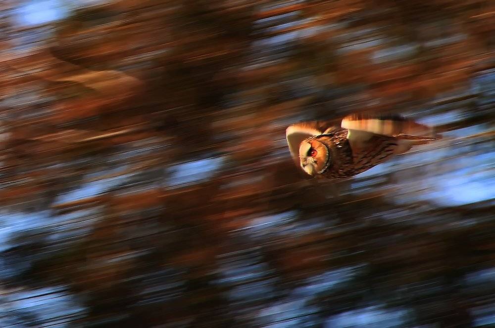 , Игорь Олейник