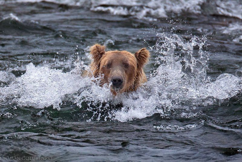 Левиафан / Leviathan. Alaskaphoto preview