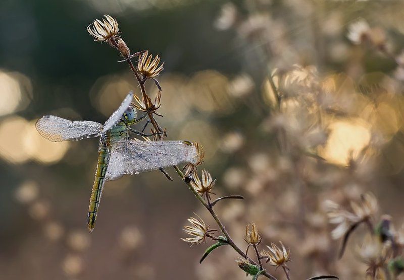 odonata, eos x4, canon, 550d, 85mm, f1.8 Morning darterphoto preview