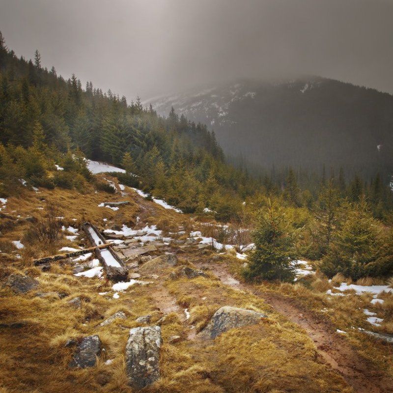 карпаты,смотрич,лес ****photo preview