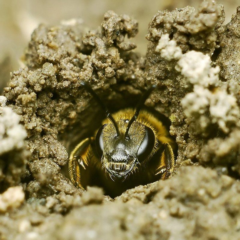 macro ...подглядывание...photo preview