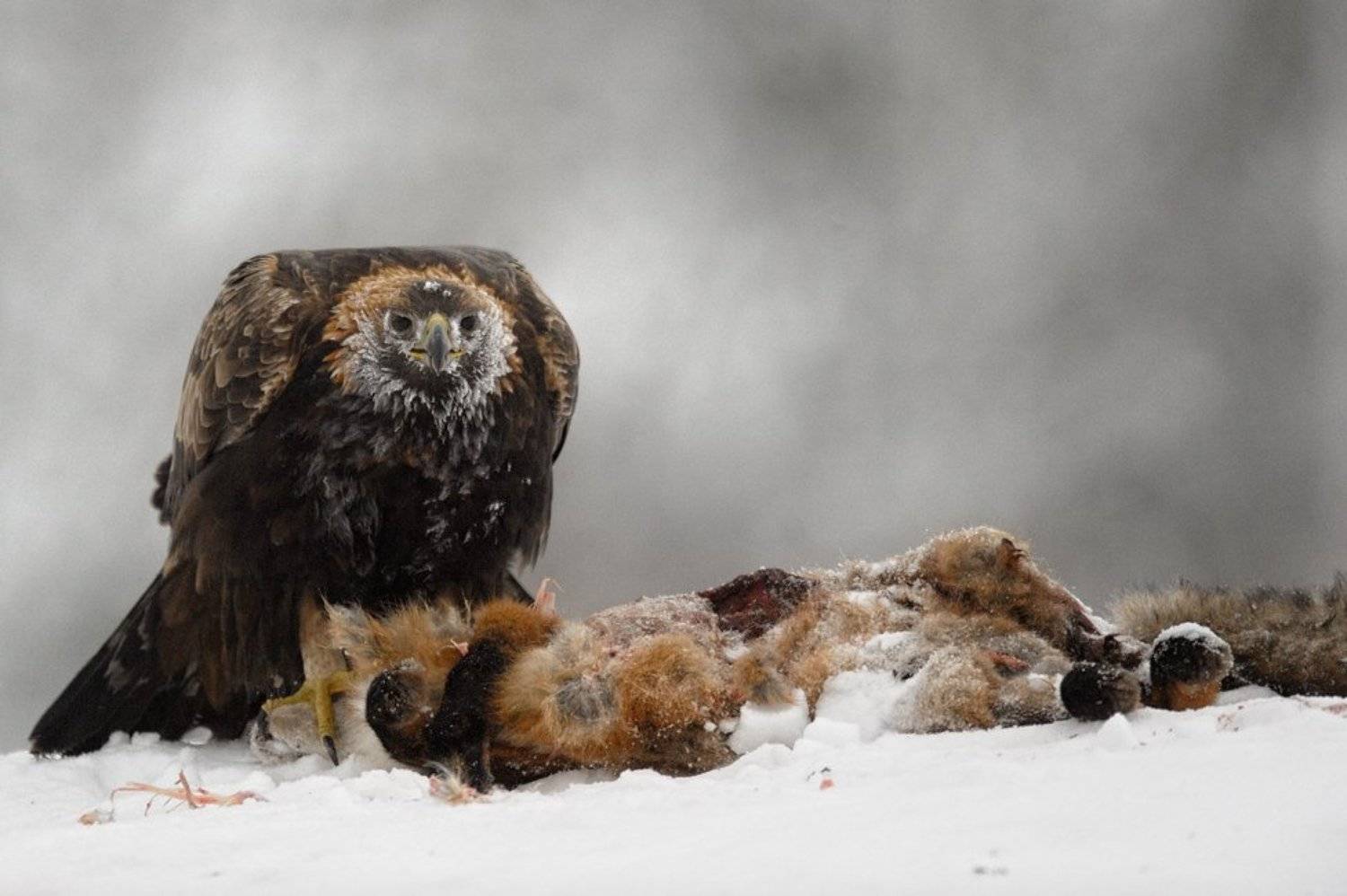 беркут, golden eagle, Igor Shilokhvost