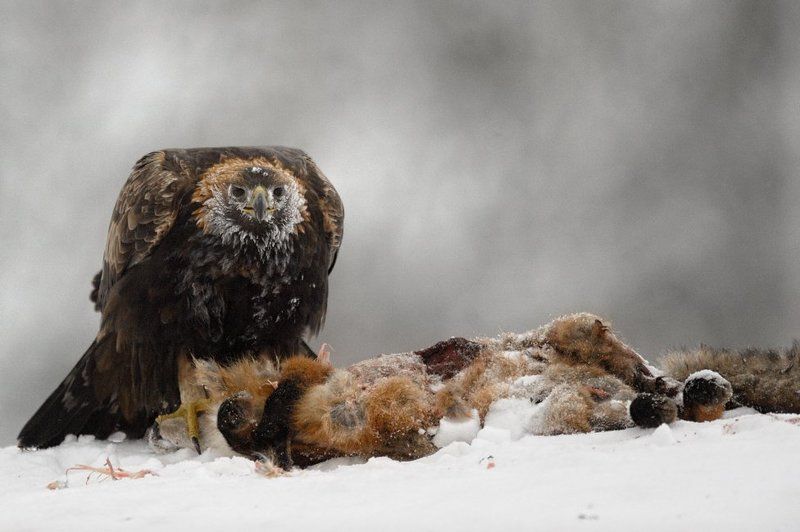 беркут, golden eagle отмороженныйphoto preview