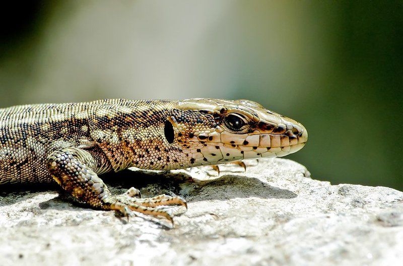 Дракончикphoto preview