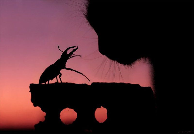 кошка, жук, закат, кирпич Разговорphoto preview