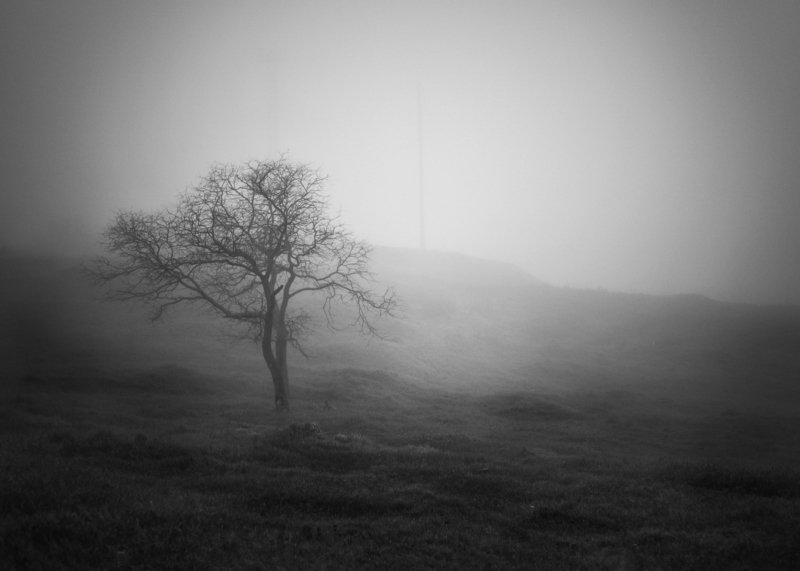 Чб, Керчь, Дерево, туман photo preview