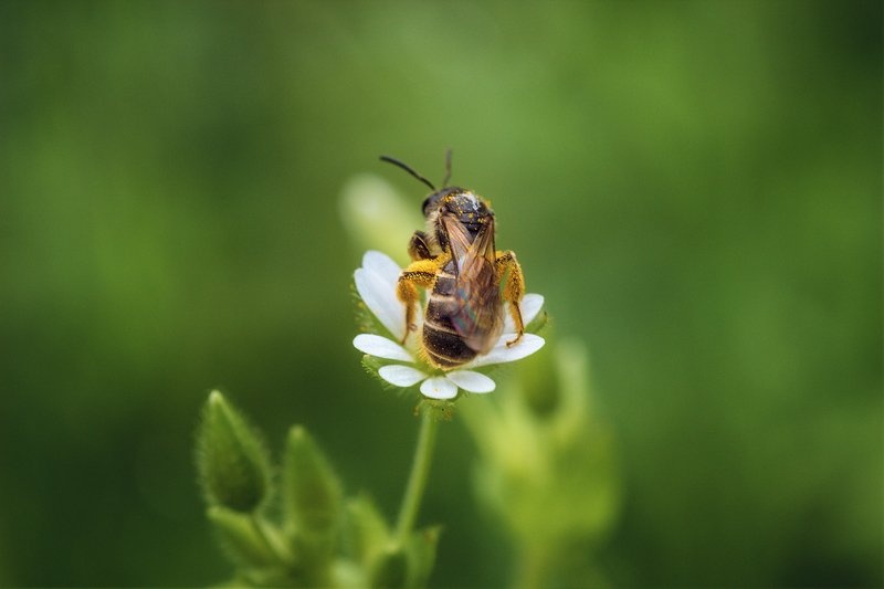 moment, момент, beautiful, красивый, nature, природа, macro, макро, macro lens, tokina 100 macro, flower, цветок, spring, весенний, insect, насекомое, pollen, пыльца, pollination, опыление, Маленький вклад в большое дело.photo preview