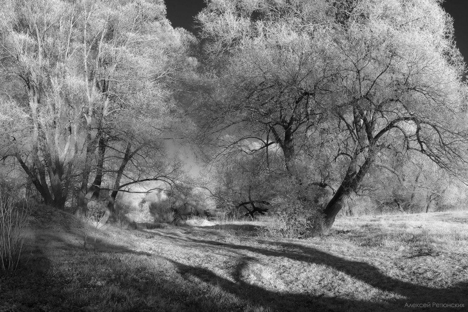 Игры света. Автор: Алексей Ретюнских ir, деревья, весна, тени, чб,, Алексей Ретюнских