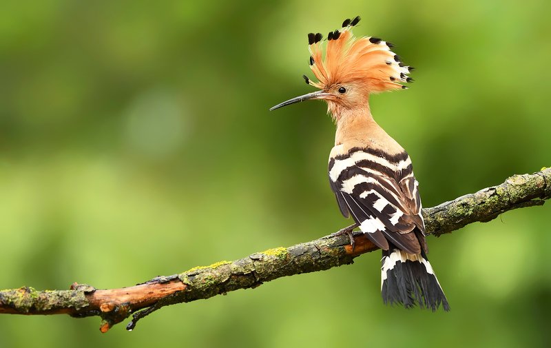 birds, animals, wildlife, hoopoe, nature, spring, summer, green, Hoopoephoto preview