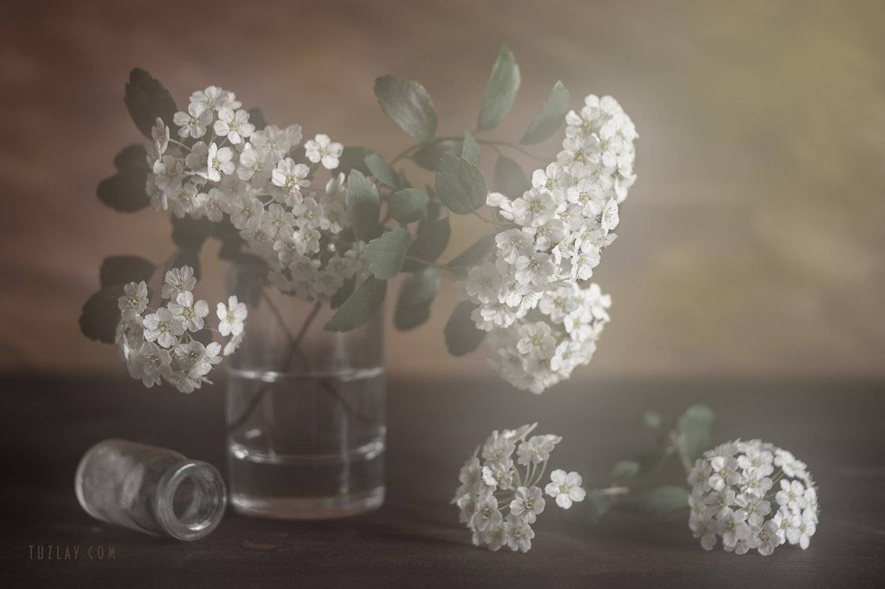 И снова про майскую спирею или.... Автор: Владимир Тузлай спирея, невеста, листки спиреи, цветок спиреи, невеста в стакане, весна в стакане, Владимир Тузлай