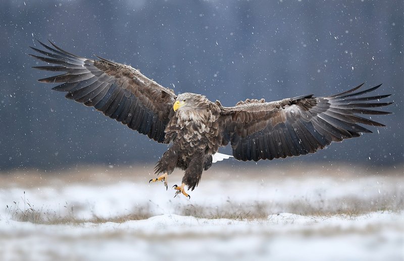eagle, birds, animals, winter, snow, wildlife, Eaglephoto preview