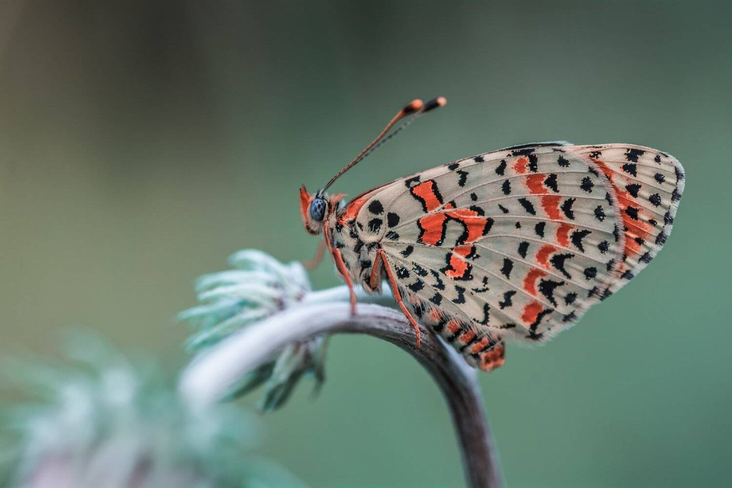 , Роман Зайцев