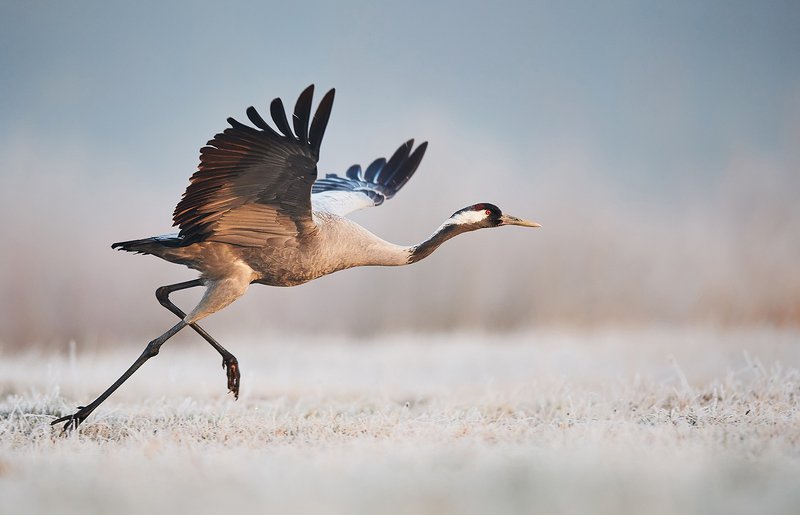 birds, bird, animals, animal, wildlife, nature, crane, grus, Runnerphoto preview