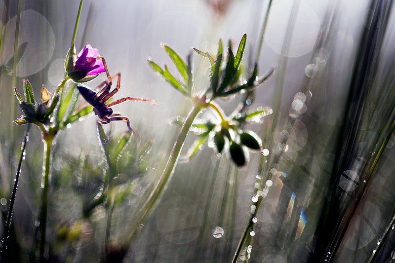 spider,macro,nature,wild,beautiful,wildlife,hunter, Spiderphoto preview