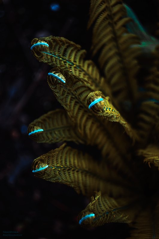 природа, растения, весна, папоротник, fern, nature, spring, green, plants фантазииphoto preview