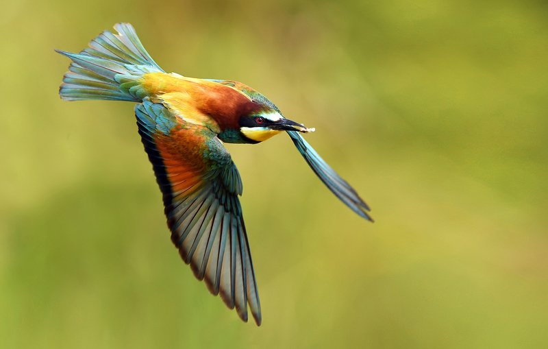 birds, bird, animal, animals, wildlife, fauna, bee eater, Bee eaterphoto preview