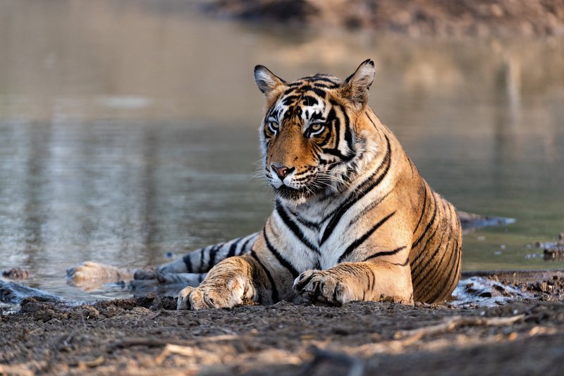 Тигриные портретыphoto preview