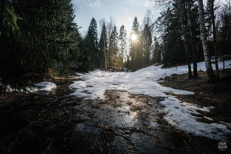 лес,весна, деревья, ель, ёлки, дерево, чаща, снег, река, вода, пейзаж, природа, леса Весна в лесуphoto preview