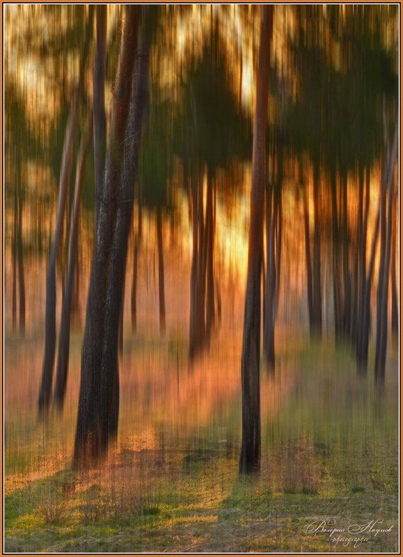 утро, свет, лес, весна Магия светаphoto preview