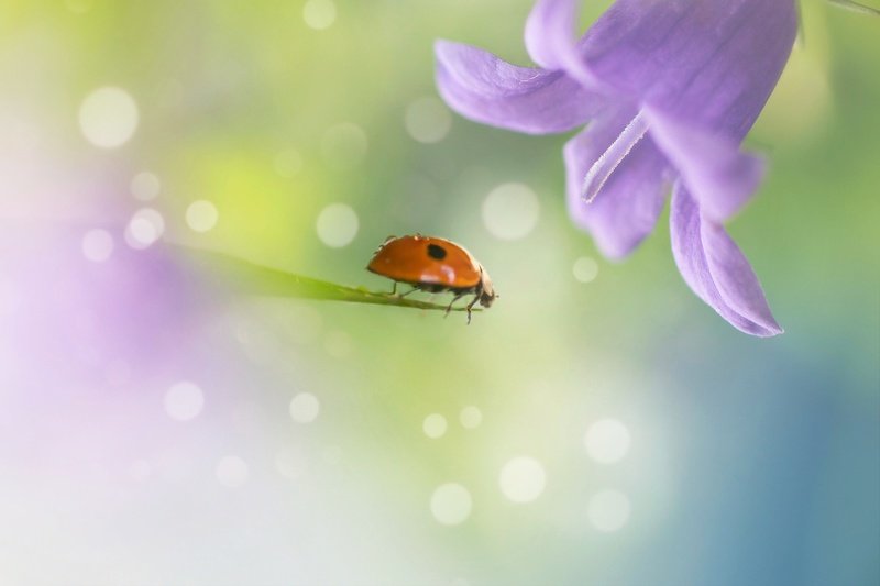 макро, природа, цветы, лето, весна, макро истории, красота, волшебство Под волшебным цветком...photo preview