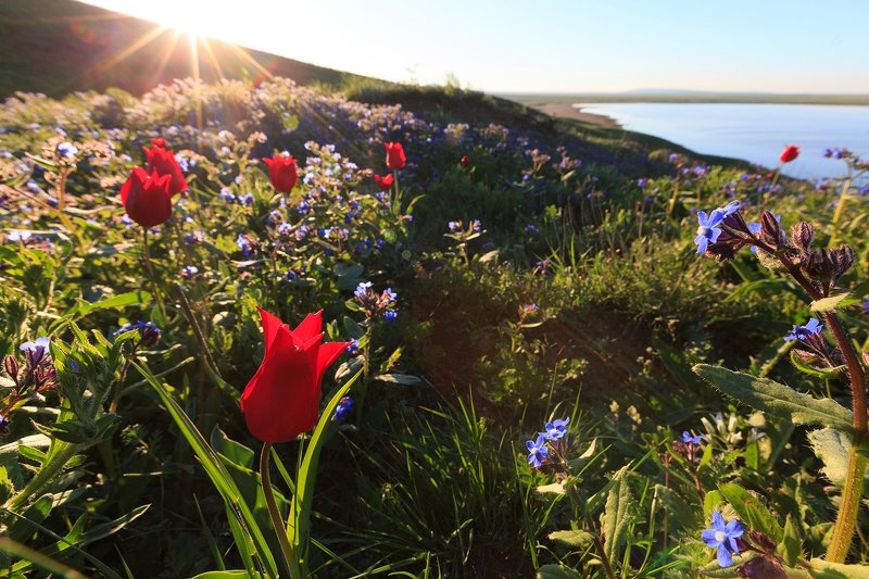 тюльпаны, крым, степь, весна, рассвет, озеро Тюльпаны Кояшского озераphoto preview