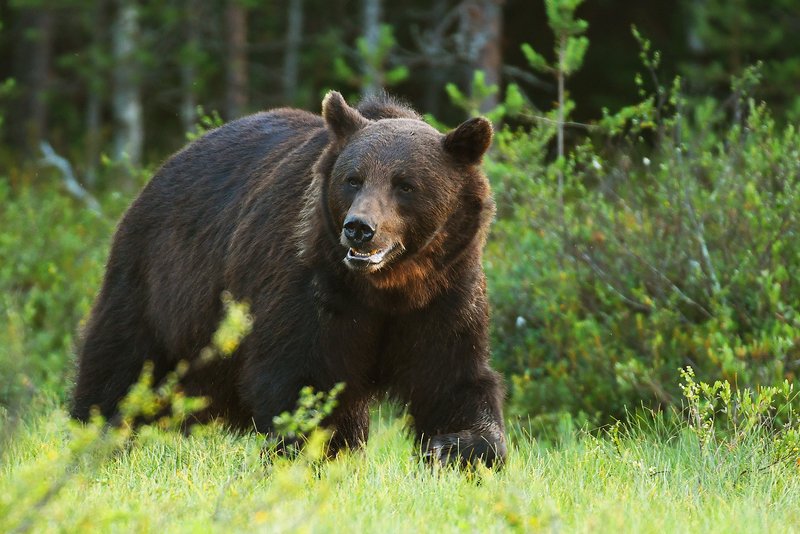 bear, wildlife, animals, animal, mammals, ursus, arctos, wild, Bearphoto preview