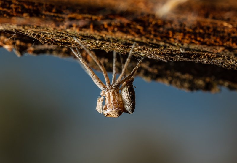 паук,макро Перерождениеphoto preview