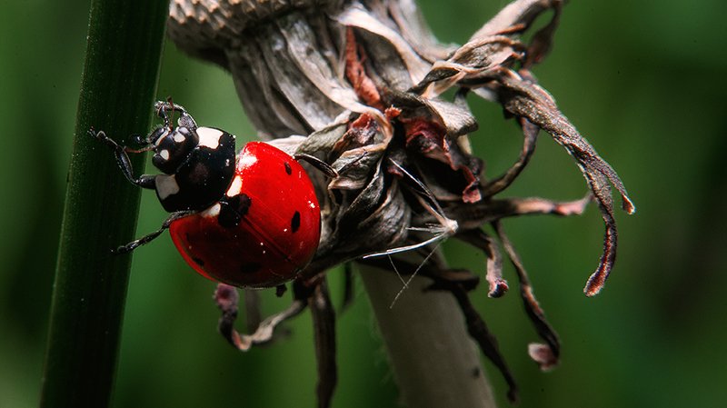 Лови возможностиphoto preview