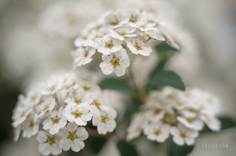 спирея, кусты спиреи, невеста, цветки невесты На аллее «невест»photo preview