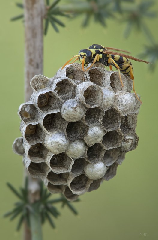 Весеннее ассортиphoto preview