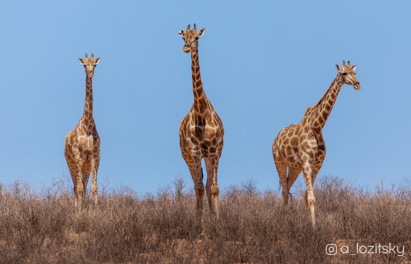 Три богатыря)photo preview