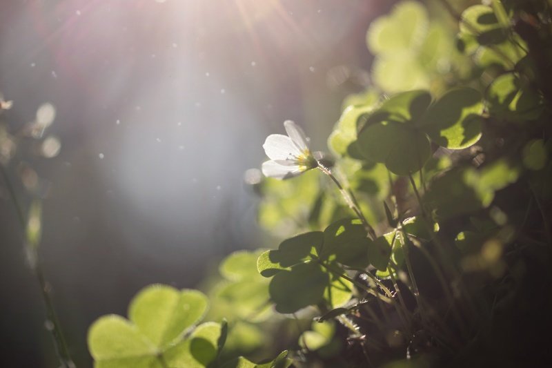 природа, трава, цветы, лес, закат, солнце, лучи, волшебство Весна в лесу...photo preview