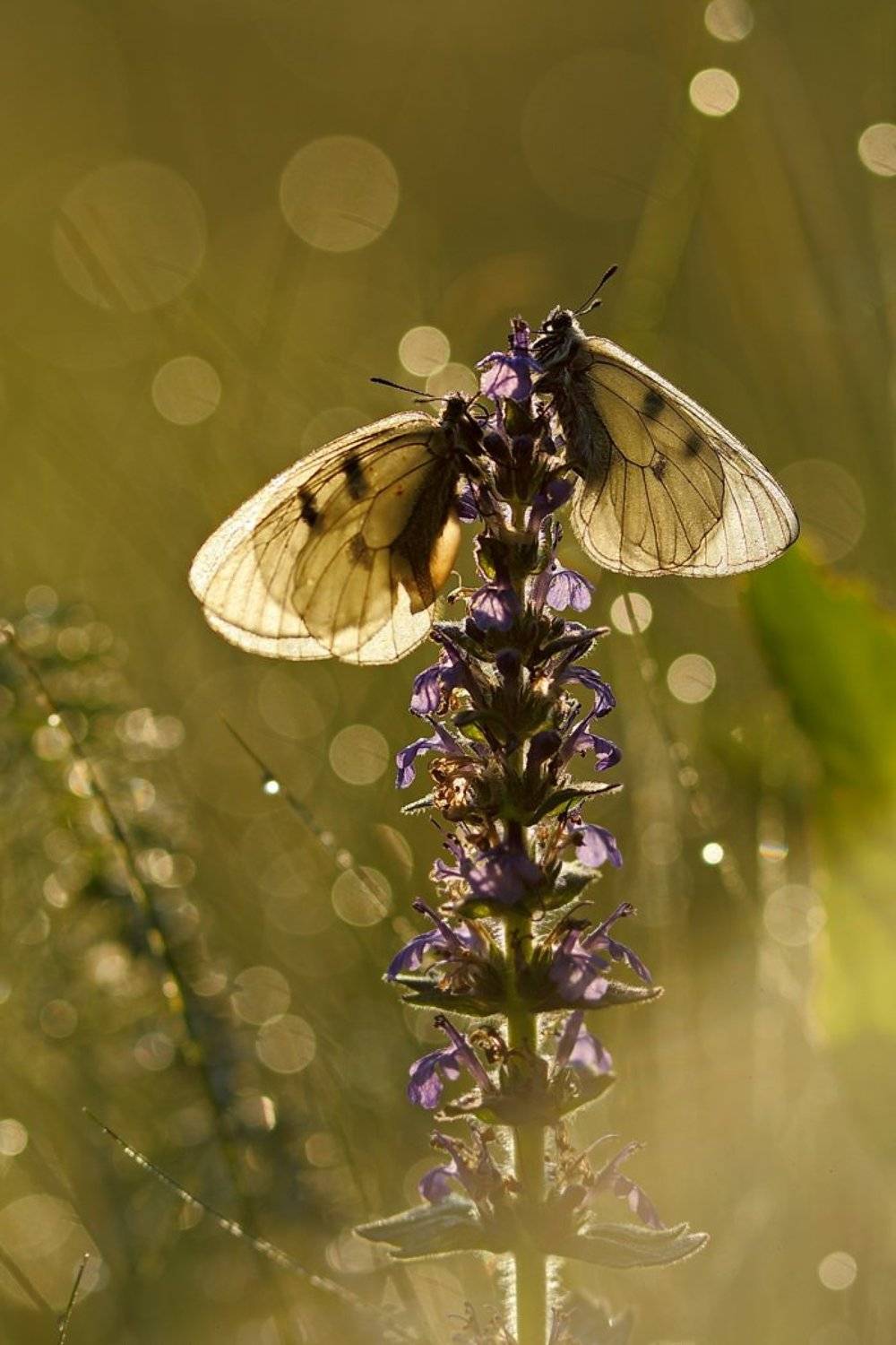 бабочка,лес,макро,парусник,роса,утро,самарский,мнемозина,parnassius,mnemosyne,живучка,женевская,мохнатая,ajuga,genevensis, Sergii Markov
