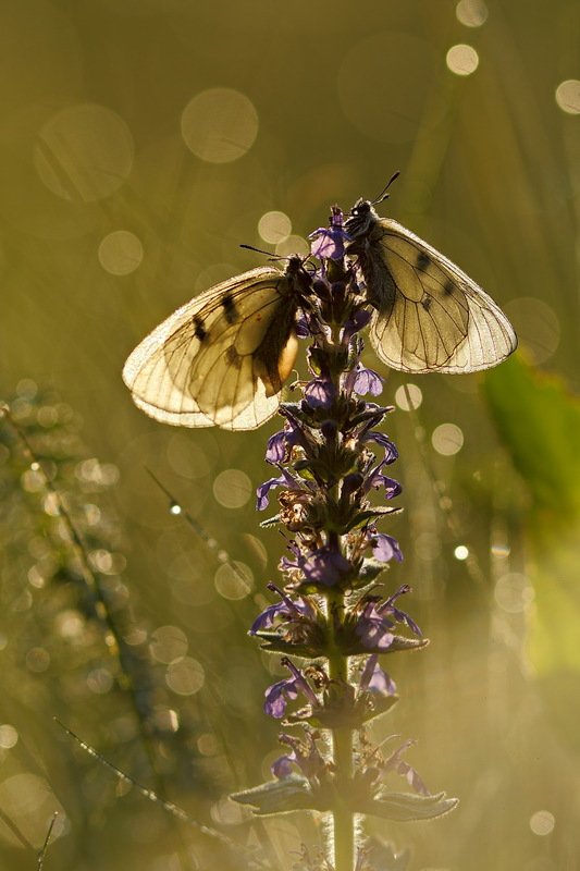 бабочка,лес,макро,парусник,роса,утро,самарский,мнемозина,parnassius,mnemosyne,живучка,женевская,мохнатая,ajuga,genevensis Утренние парусникиphoto preview