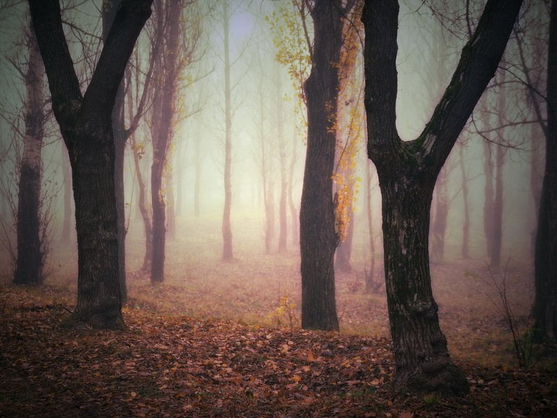 gomel belarus forest  беларусь гомель лес туман Misty forestphoto preview