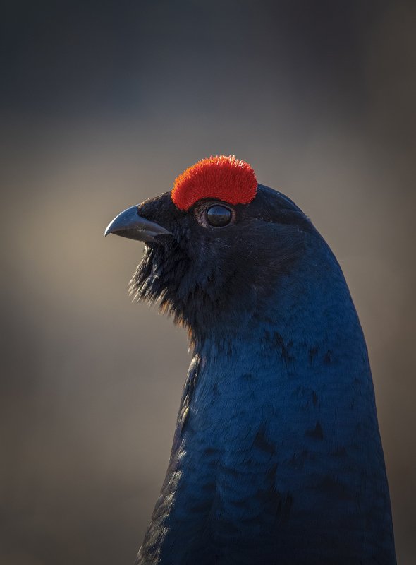 Тетеревиный портретphoto preview