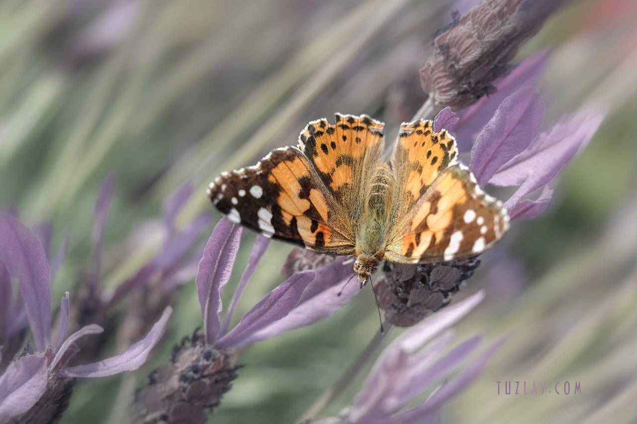 бабочки, макро, репейница, Владимир Тузлай