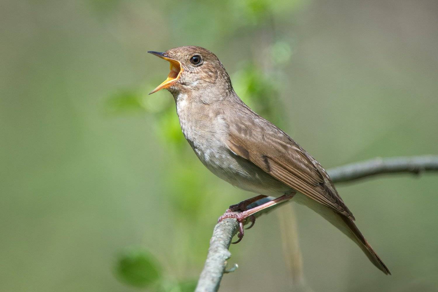 соловей, Сумников Алексей