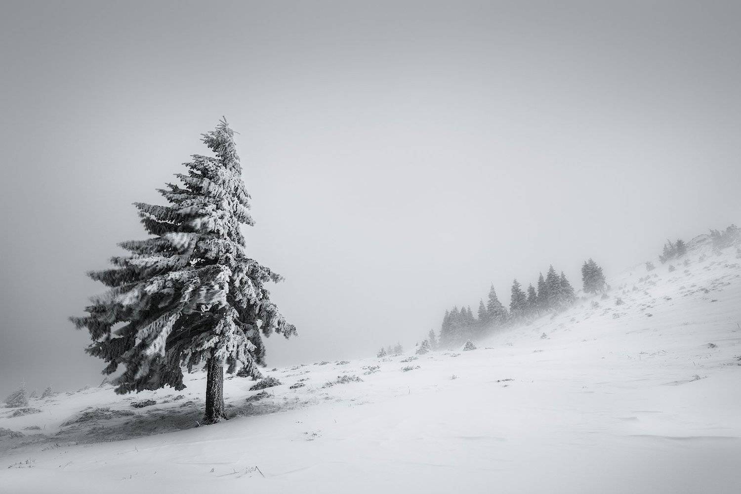 , Szabo Zsolt Andras